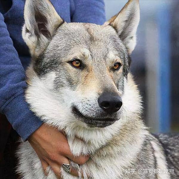 最不像狗的“捷克狼犬”,到底有什么魅力? - 知乎