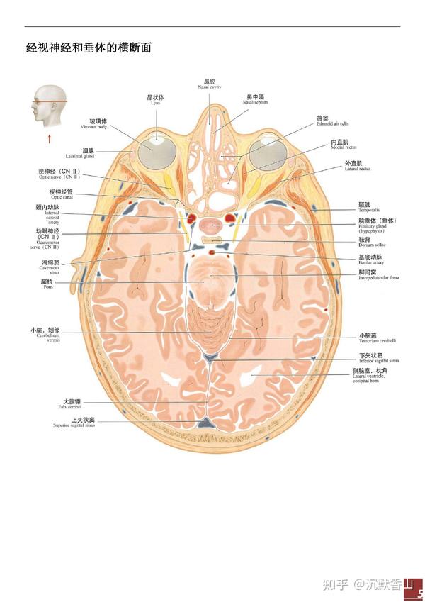 口腔颌面部断面解剖思维导图 - 知乎