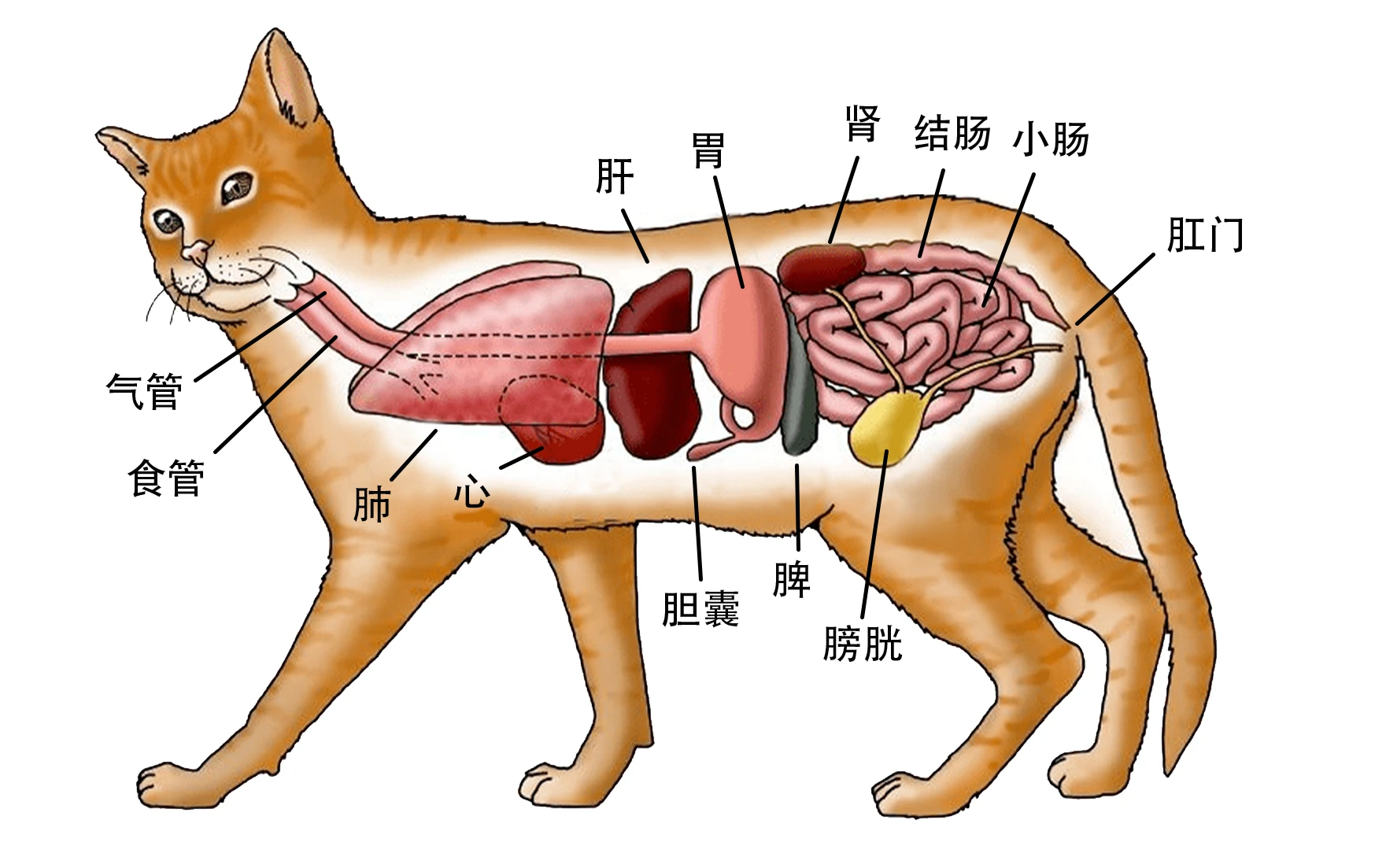 养猫知识点从头到尾解析猫咪身体结构