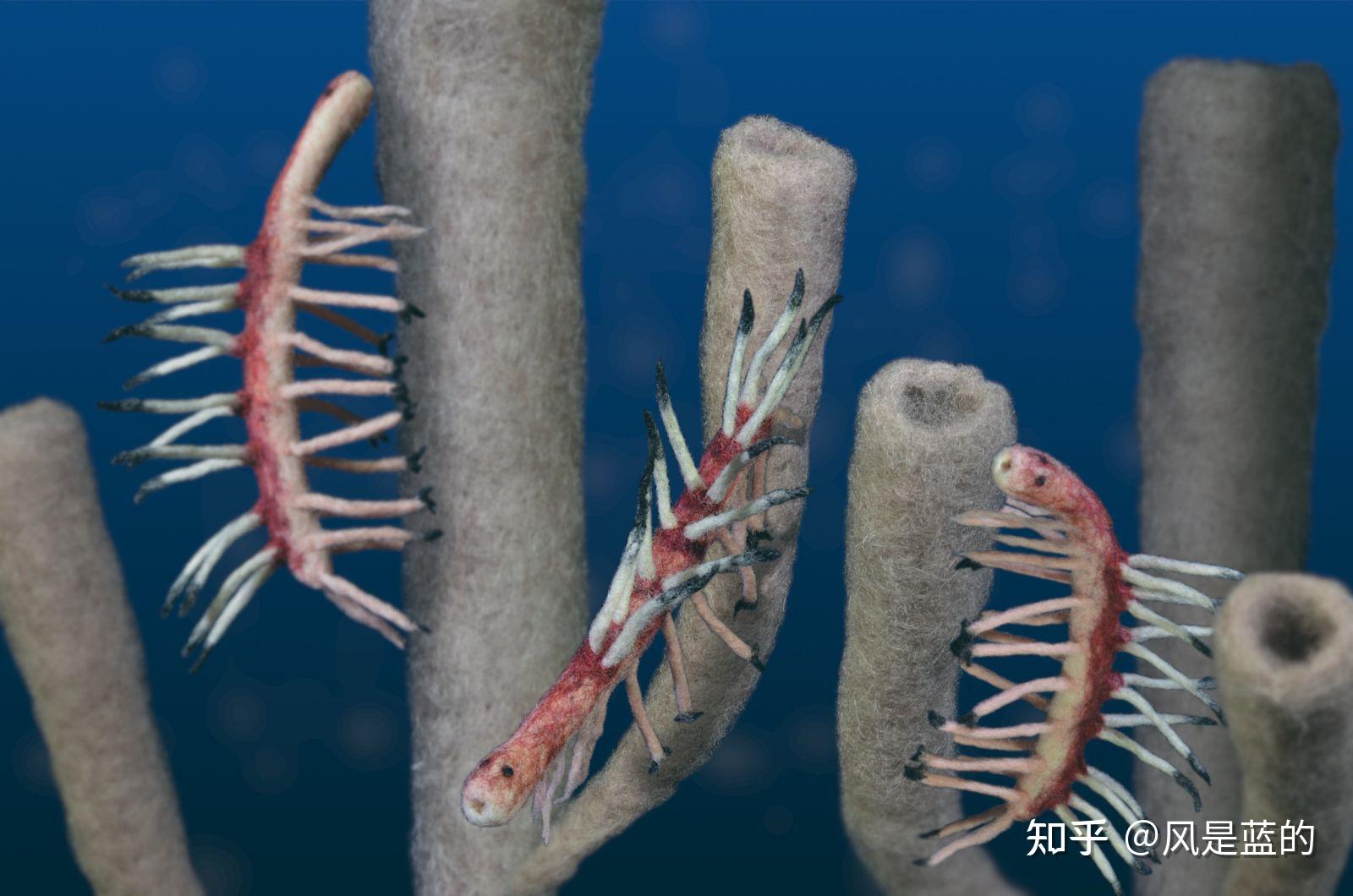 叶足动物门 Lobopodia的梳理 - 知乎