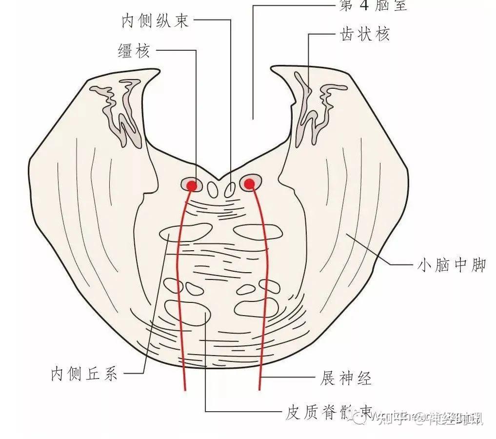 外展神经 zhuanlan.zhihu.com