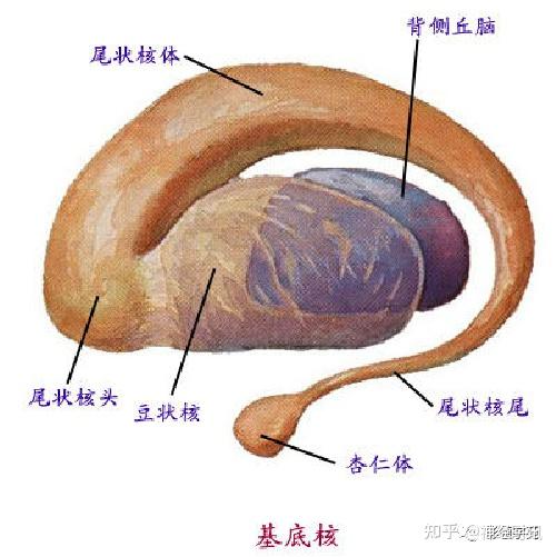 基底节内囊图片