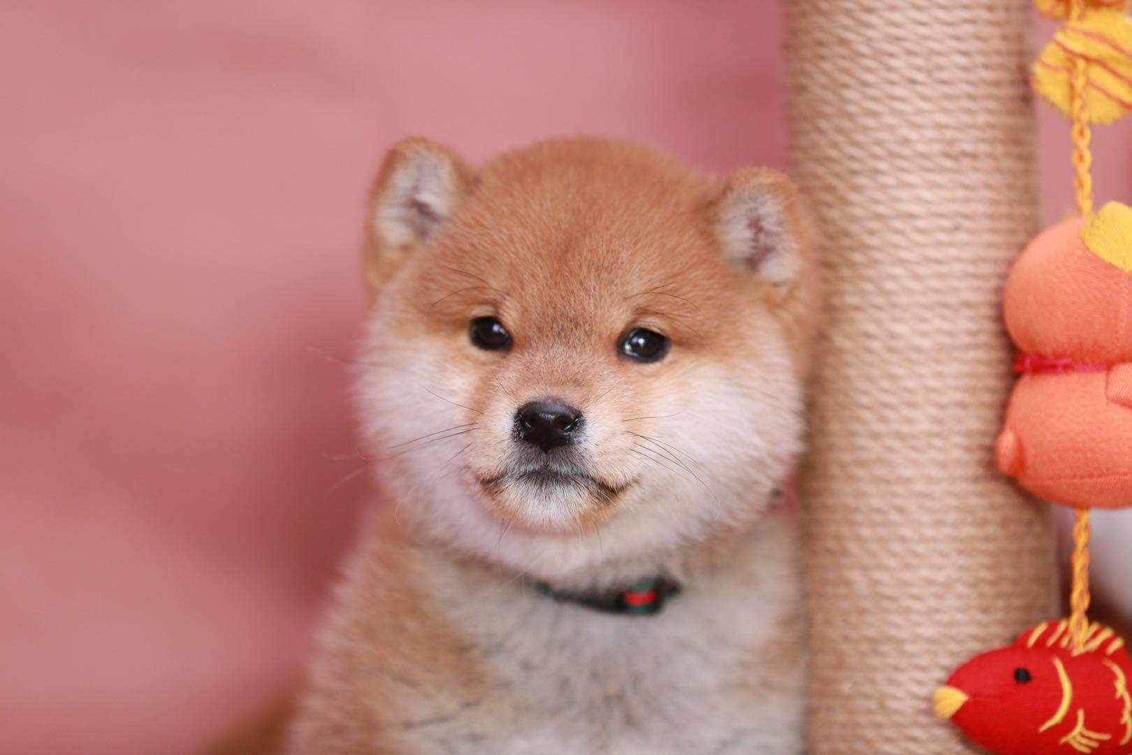 刚买的小柴犬到家一定要注意以下方面以防害了它