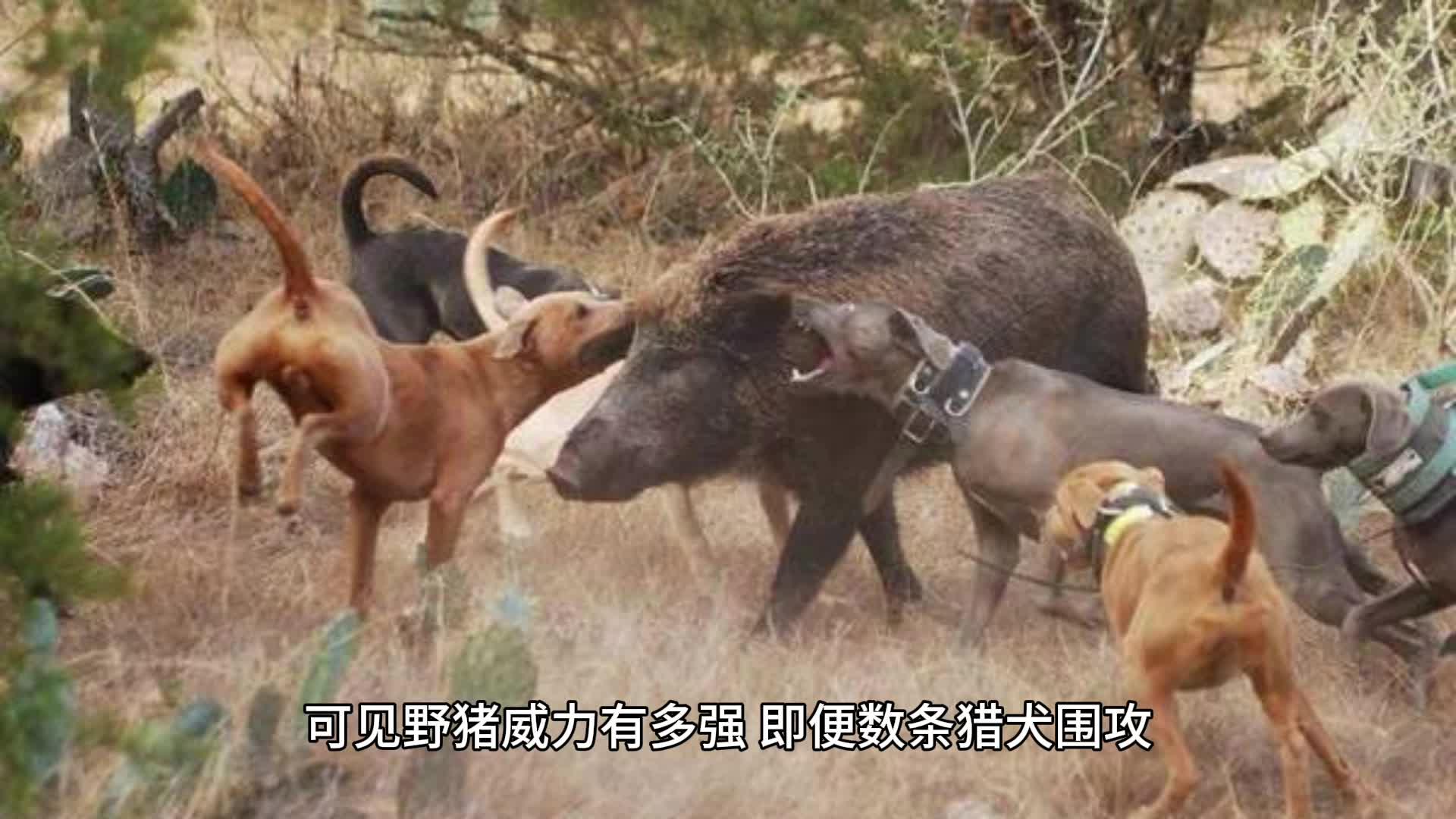 老鹰大战野猪图片