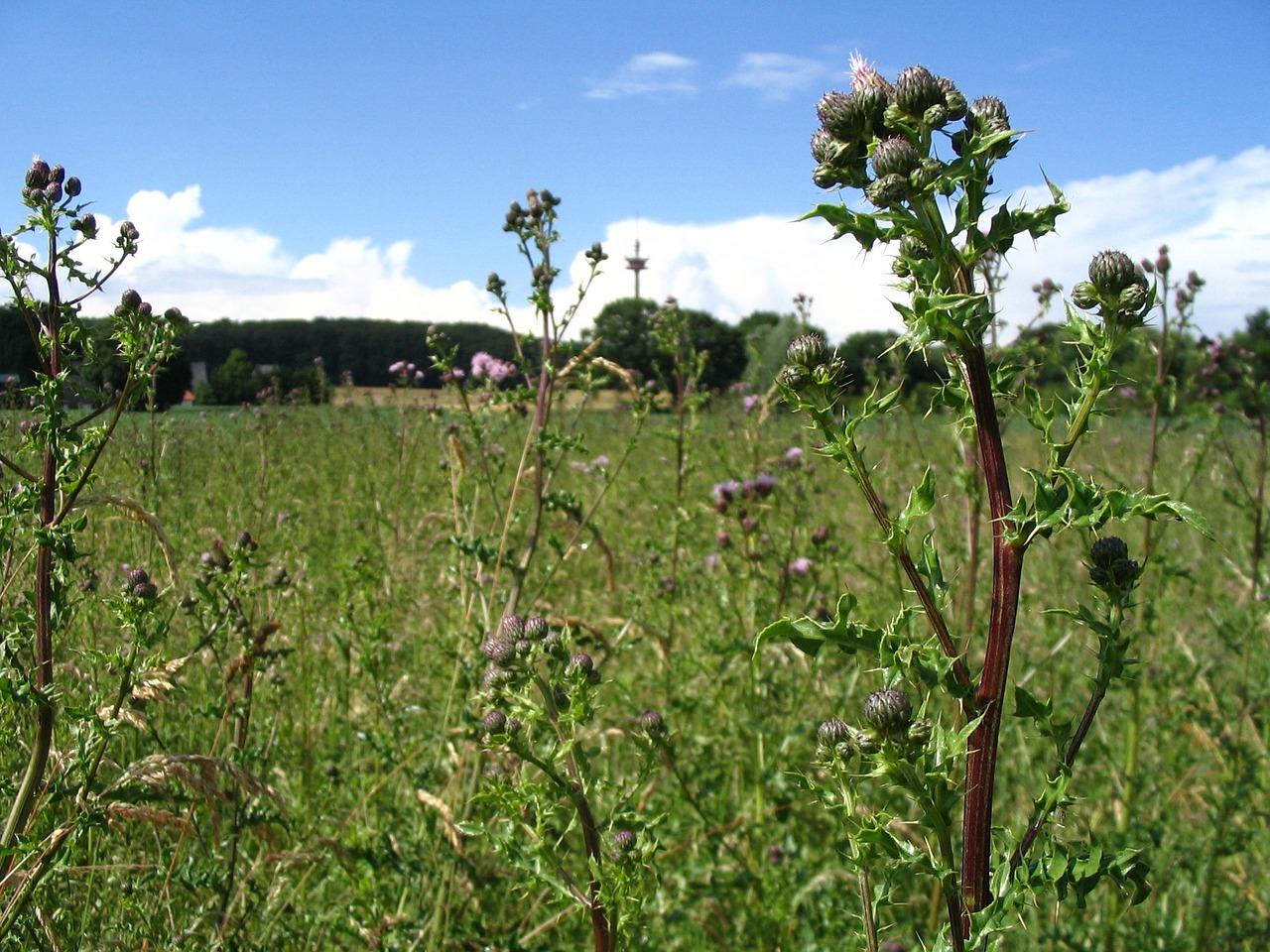 2. 遮阴降温有妙招