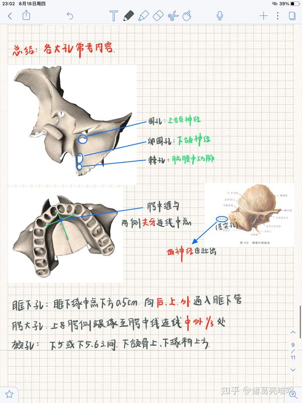 口腔解剖生理学笔记丨颌面部骨 - 知乎