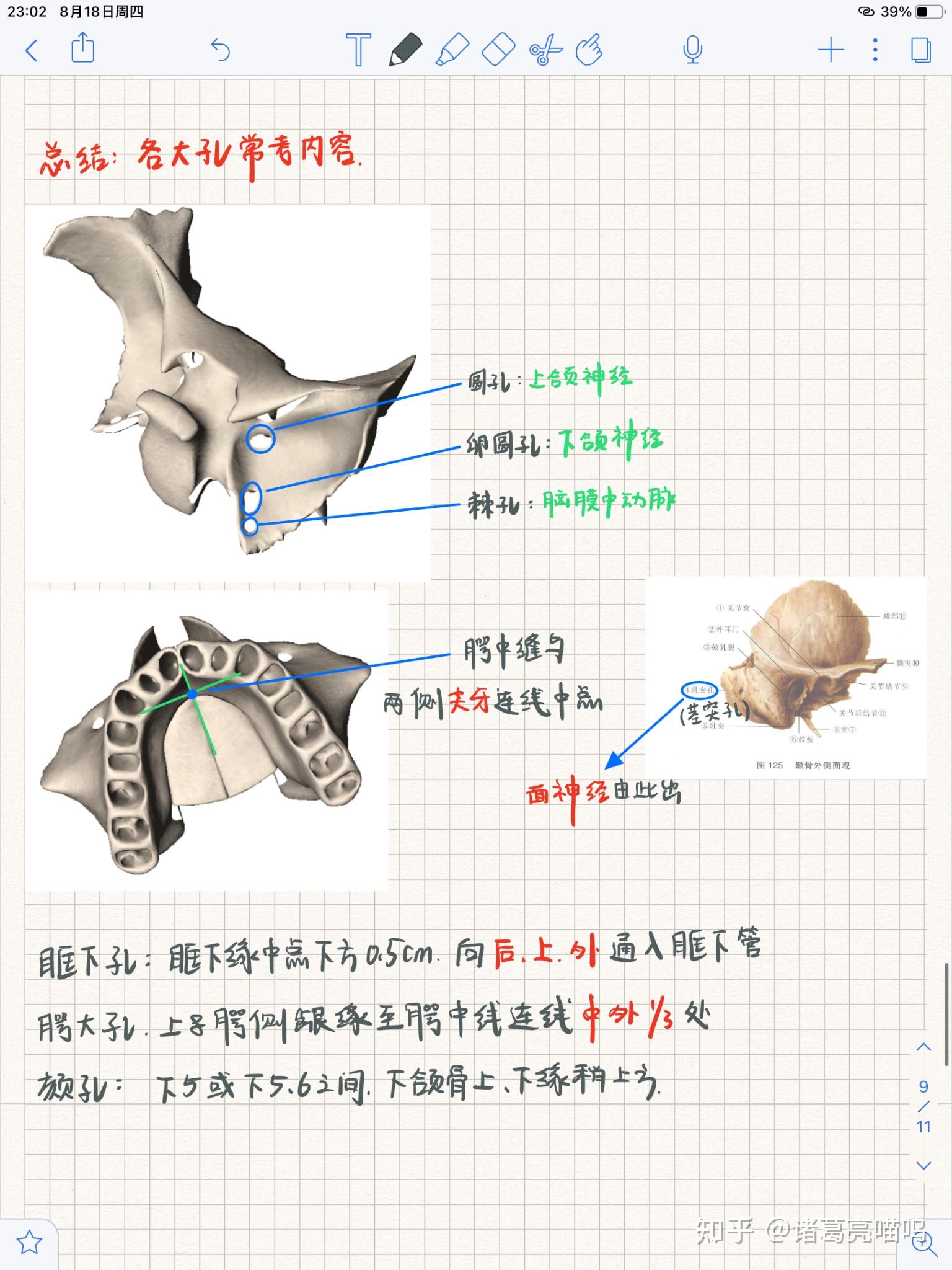 口腔解剖生理学笔记丨颌面部骨 - 知乎