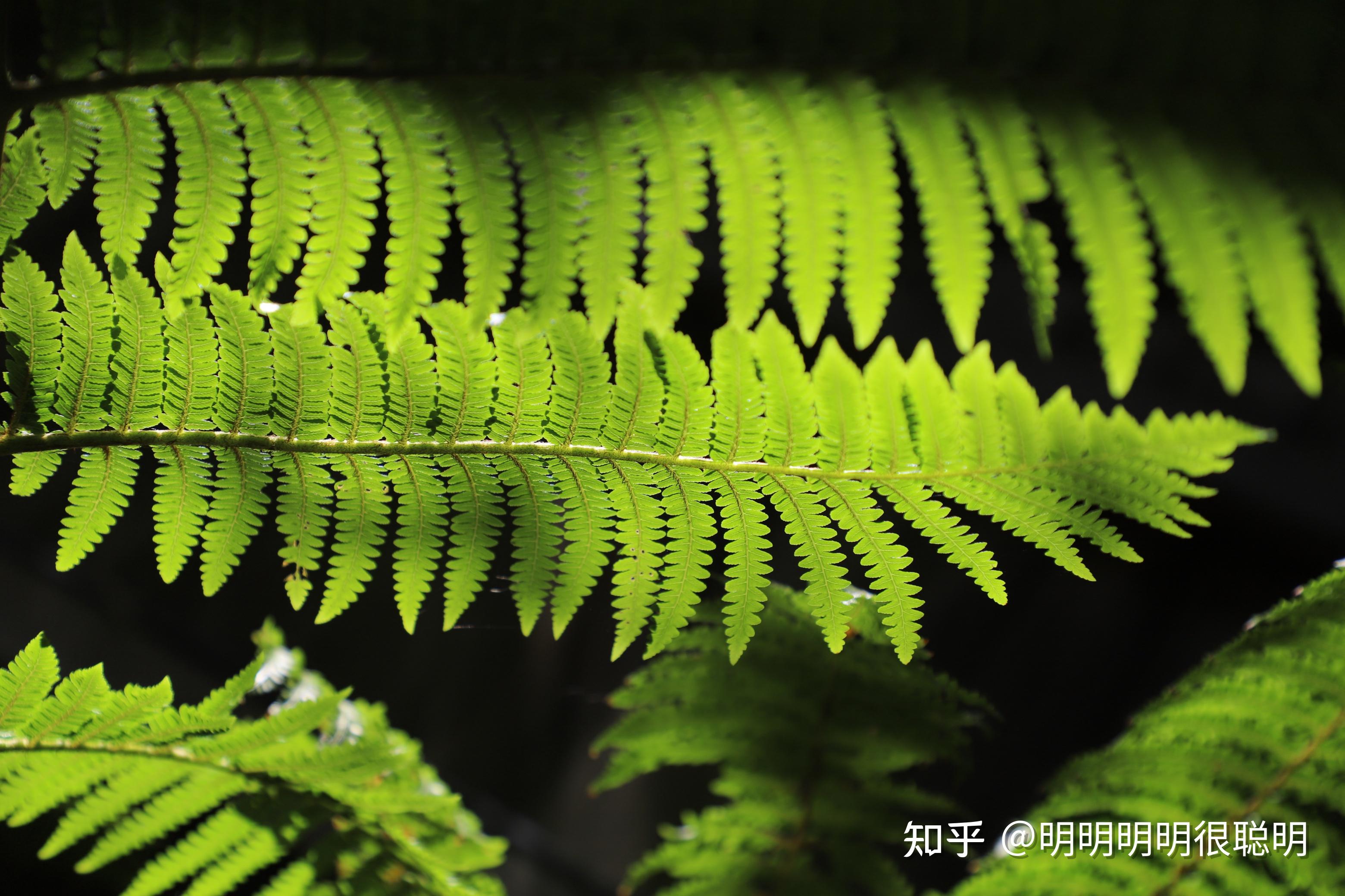 2. 卷柏 (selaginella)卷柏是古老的蕨类植物,是卷柏科卷柏属的一种.