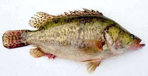 工厂化循环水养殖鳜鱼