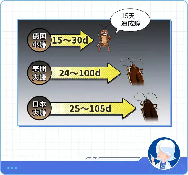 蟑螂的生长周期示意图图片