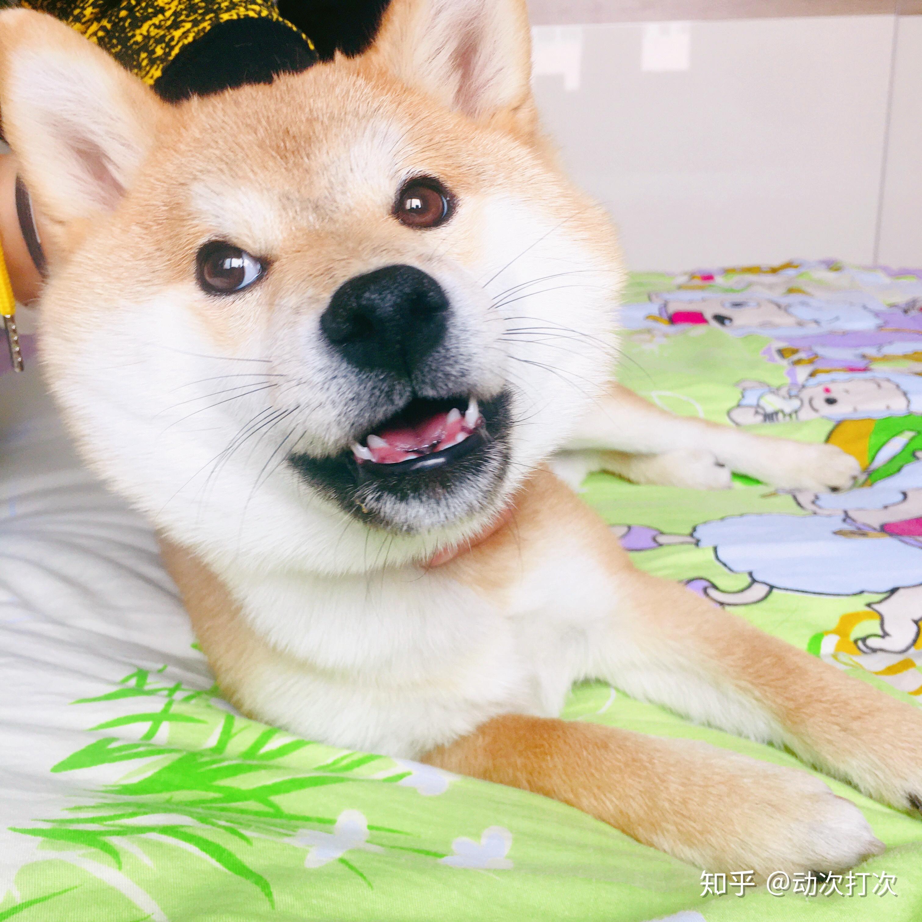 家里有一只可爱的柴犬宝宝是什么体验