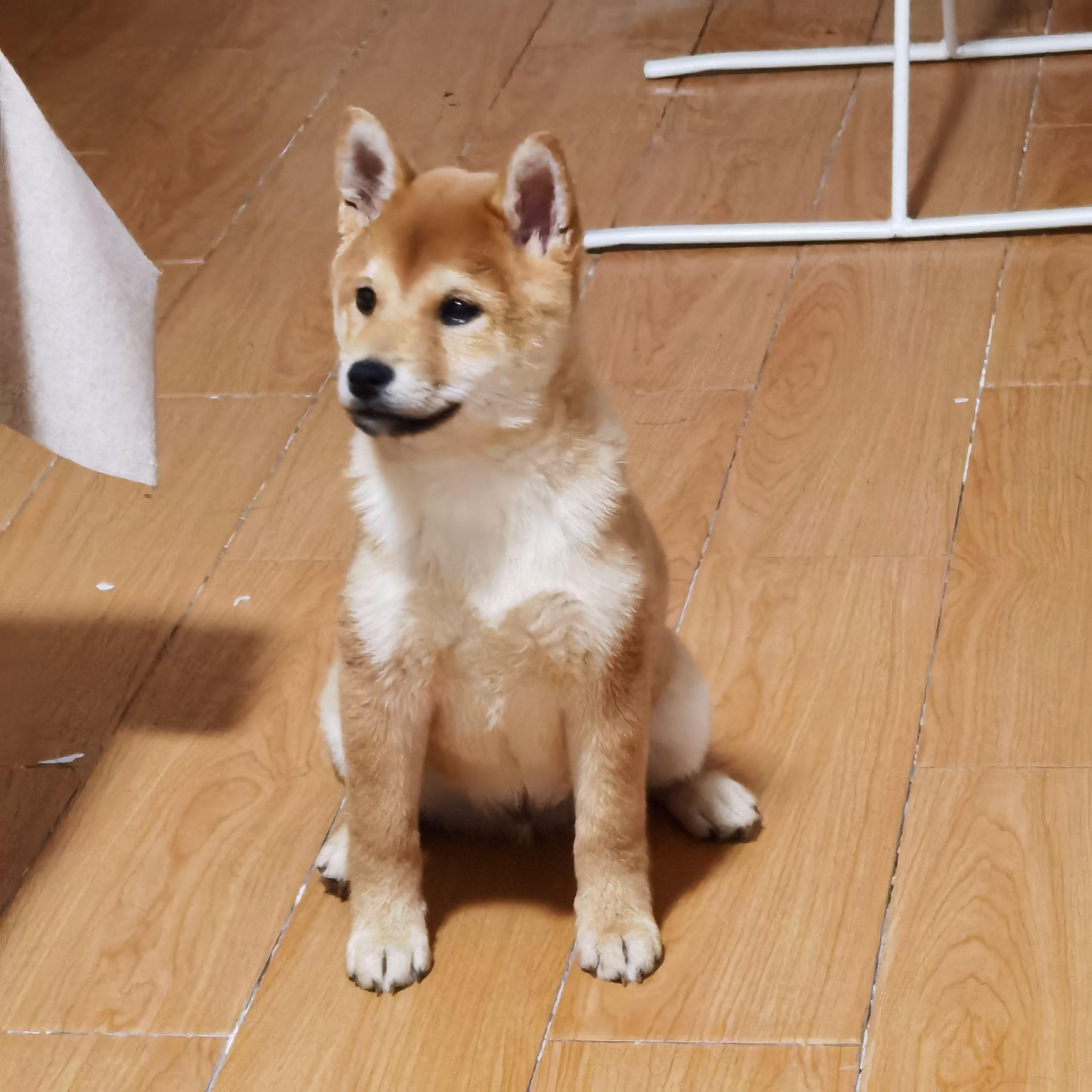 求大神帮忙看看是我的柴犬是串串吗?