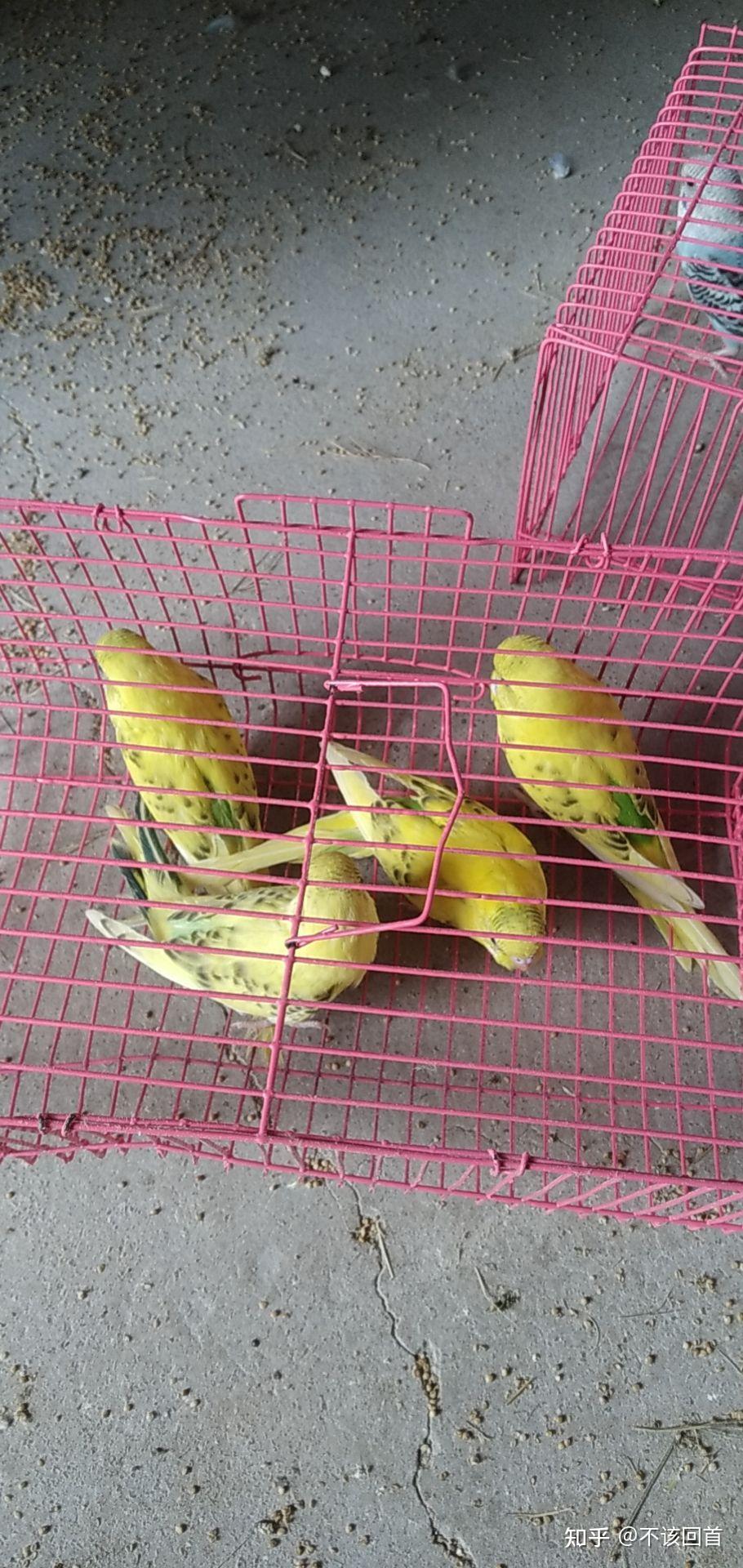 求推薦鸚鵡飼料適合虎皮鸚鵡玄鳳鸚鵡作為主食