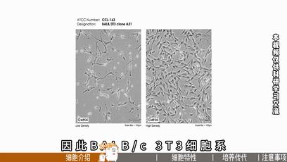 BALB/c 3T3细胞培养， 小鼠胚胎成纤维细胞培养攻略 - 丰晖生物 - 知乎