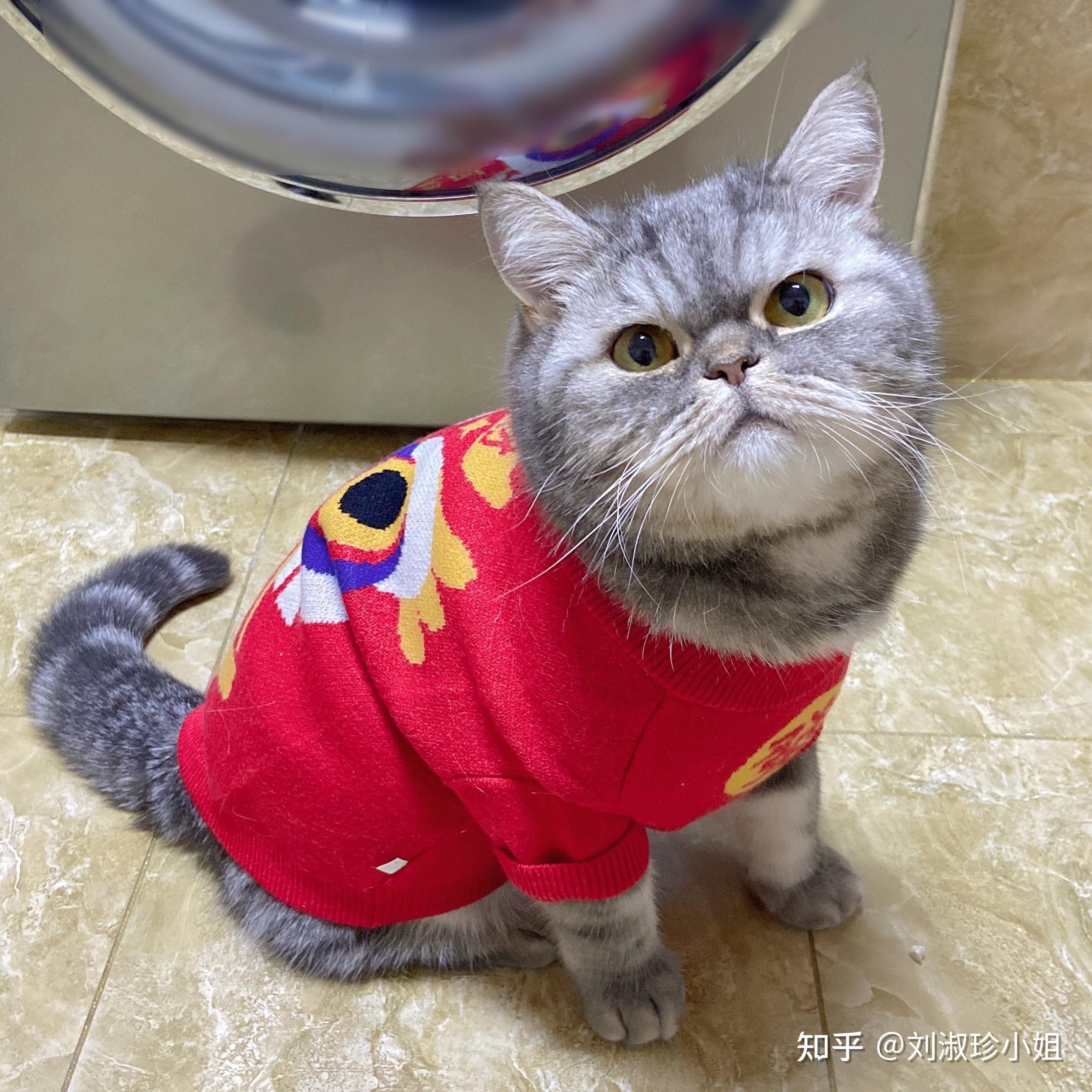 美短和加菲能串吗? - 知乎