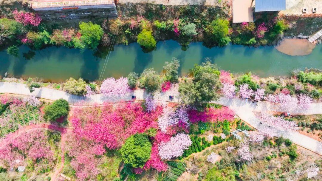 宜宾这几片花海美爆了! - 知乎