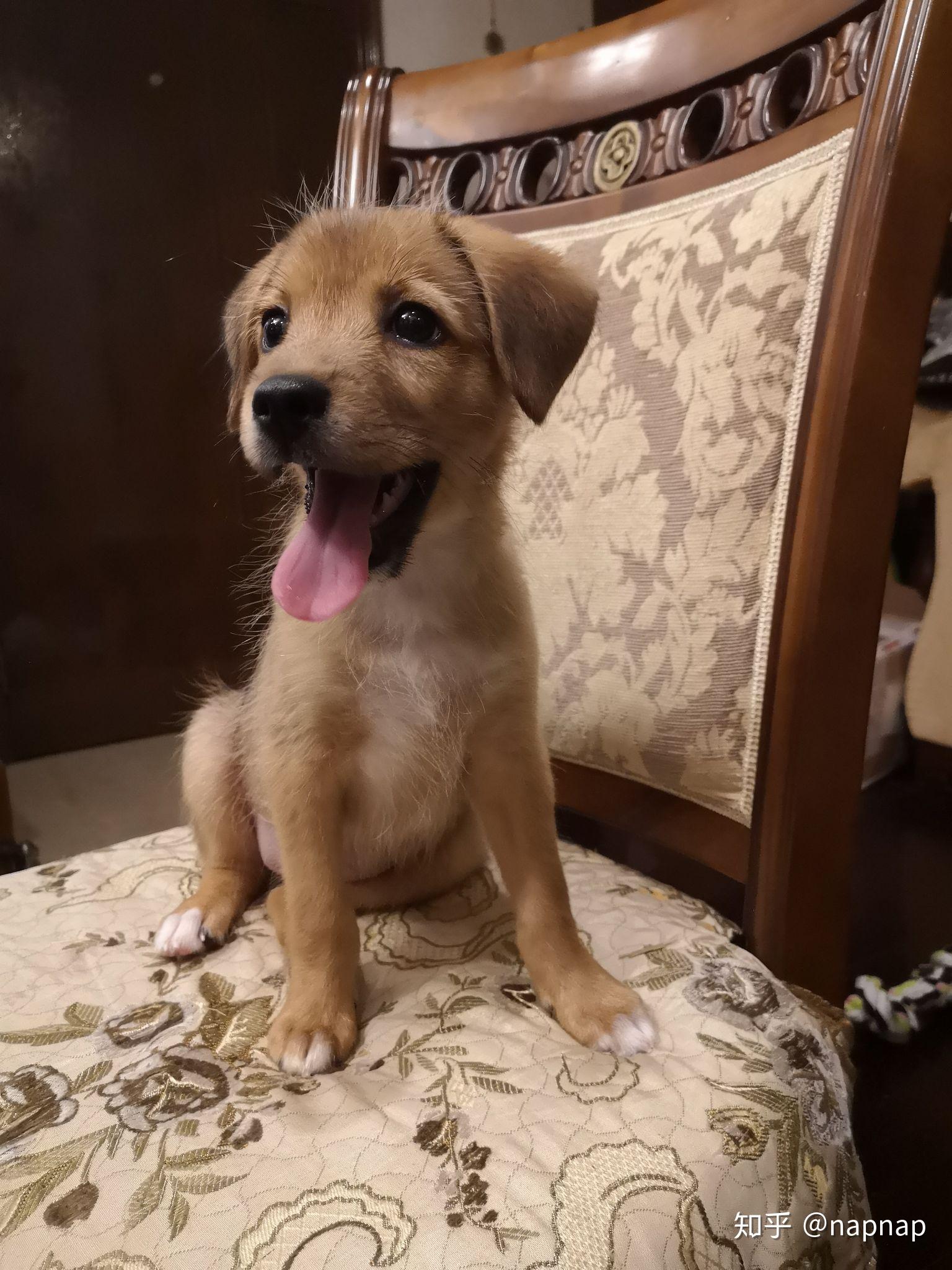 中华田园犬有什么优缺点呢