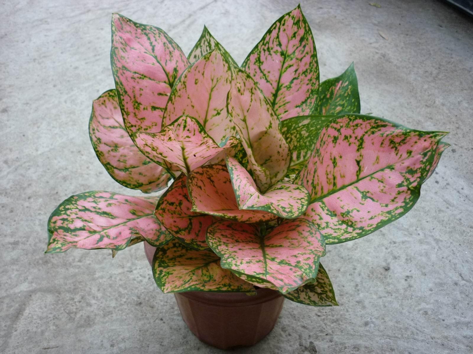 花开满屋园艺家的迷你观叶盆栽之 彩叶粗勒草