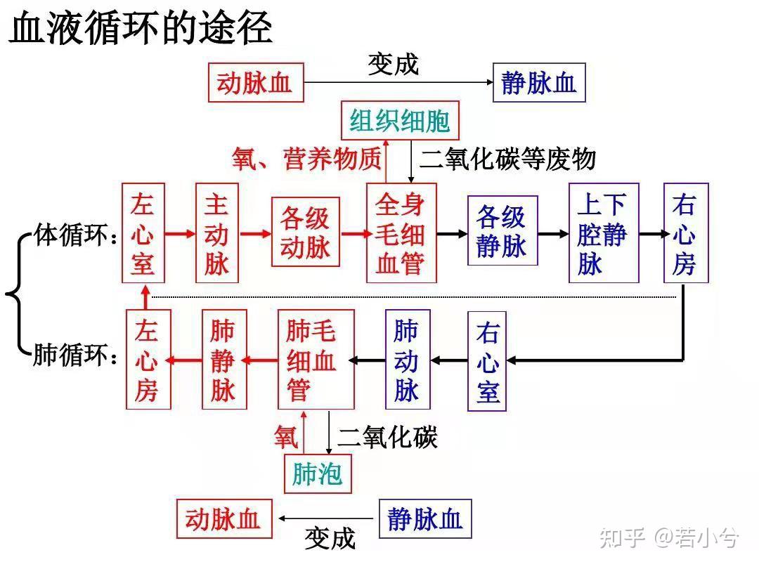 初中血液思维导图图片