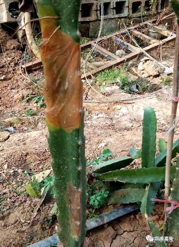 火龙果常见病虫害高清图谱大全