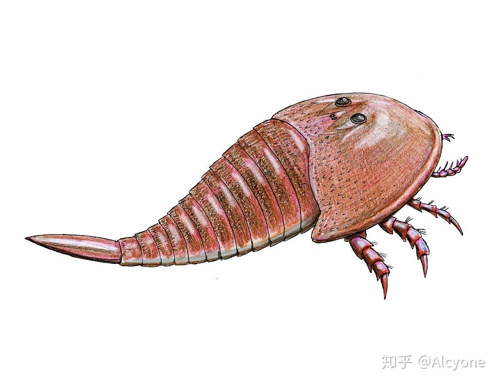 古生代扫地机器人扯一点有关希伯特鲎的事情