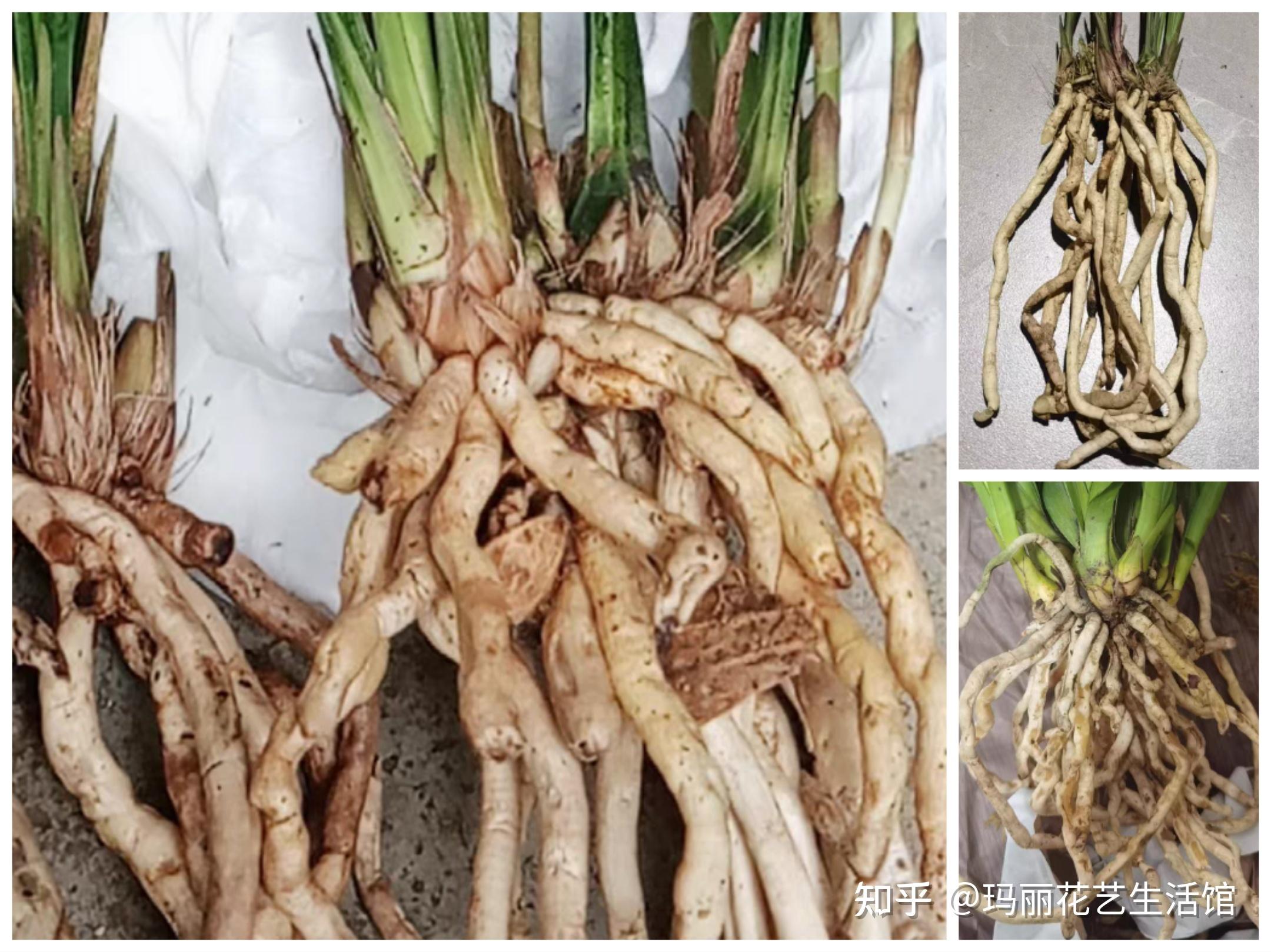 兰花的根是什么样子?了解兰花根,才能分辨兰花,正确栽培它 - 知乎