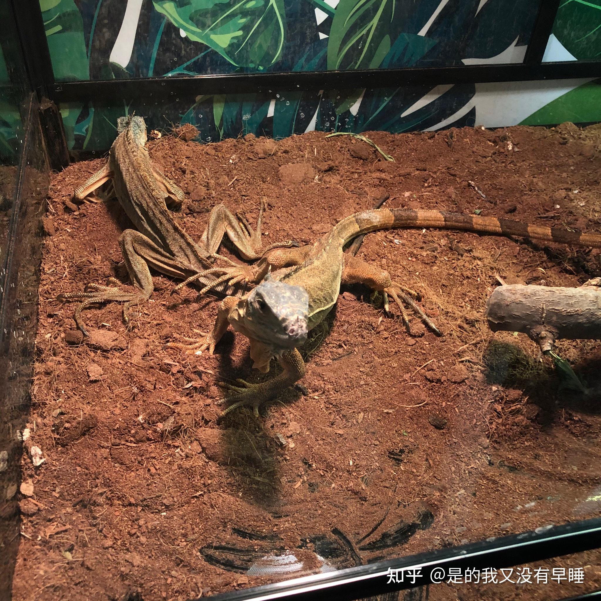 如何评价qq空间这只刷爆的恐怖树懒?