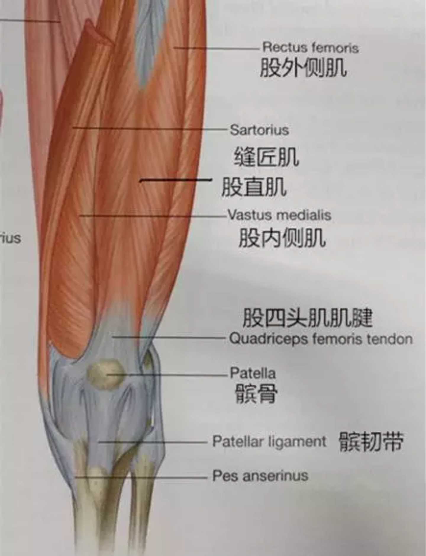 膝盖周围的肌腱图图片