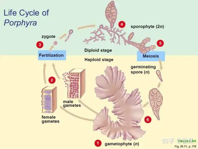 【植物学笔记】藻类植物 - 知乎