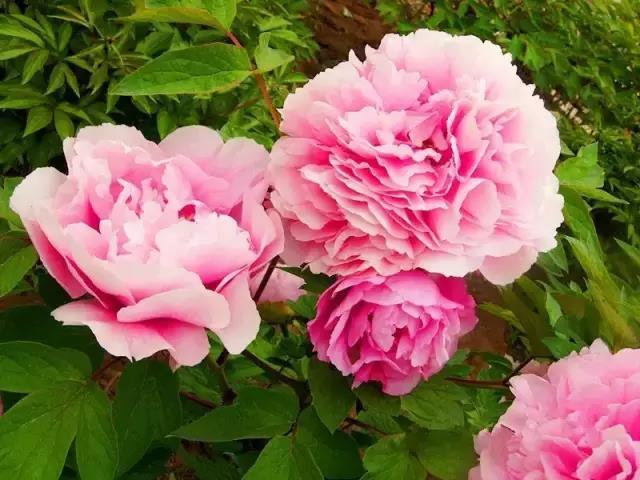 牡丹也有鲜切花 知乎