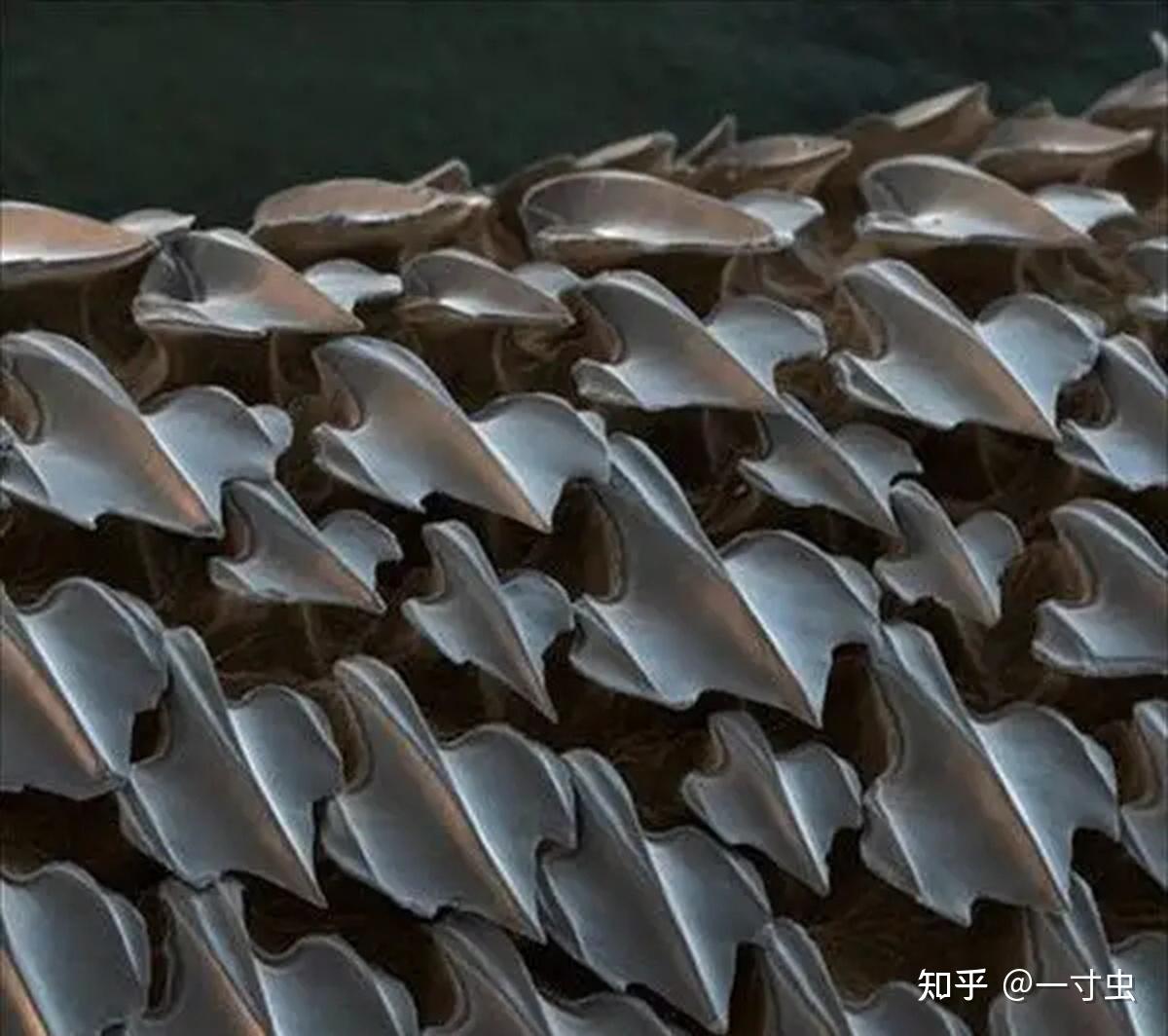 鲨鱼皮肤的秘密