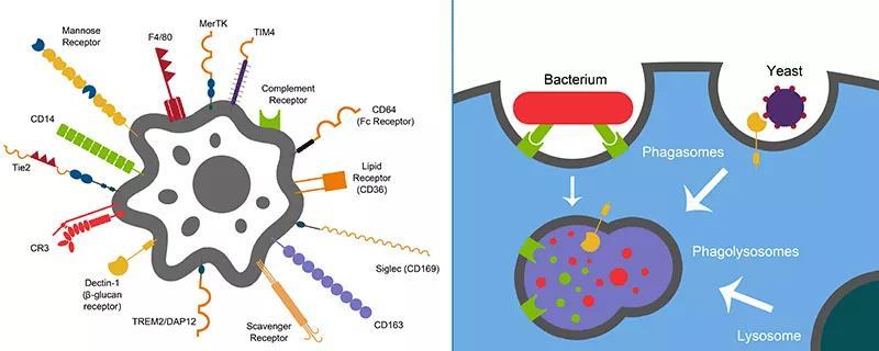对哮喘和关节炎等疾病有重要影响的吞噬细胞究竟是什么