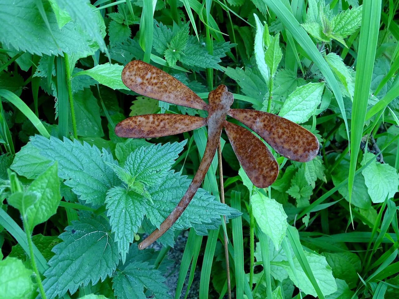 叶子花是什么属什么科