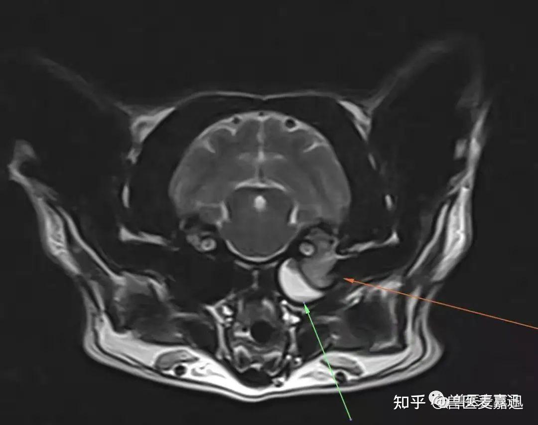1分钟读懂前庭综合征(Vestibular disease) - 知乎
