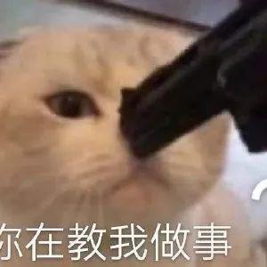 超级可爱的猫咪表情包 萌萌哒 400 张 知乎