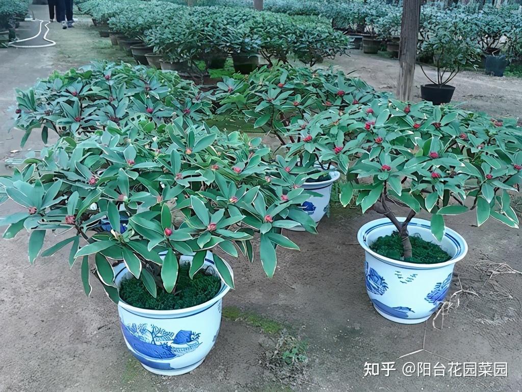 好好的金边瑞香被你养的七零八落4个重点做好一树瑞香花