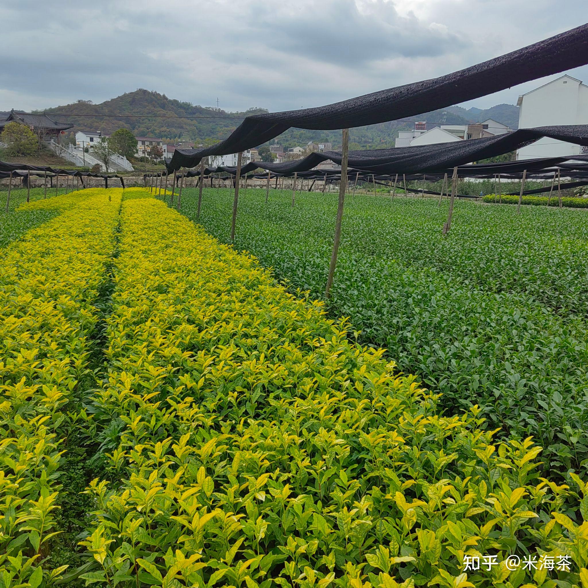 茶地施肥与茶叶品质 - 知乎