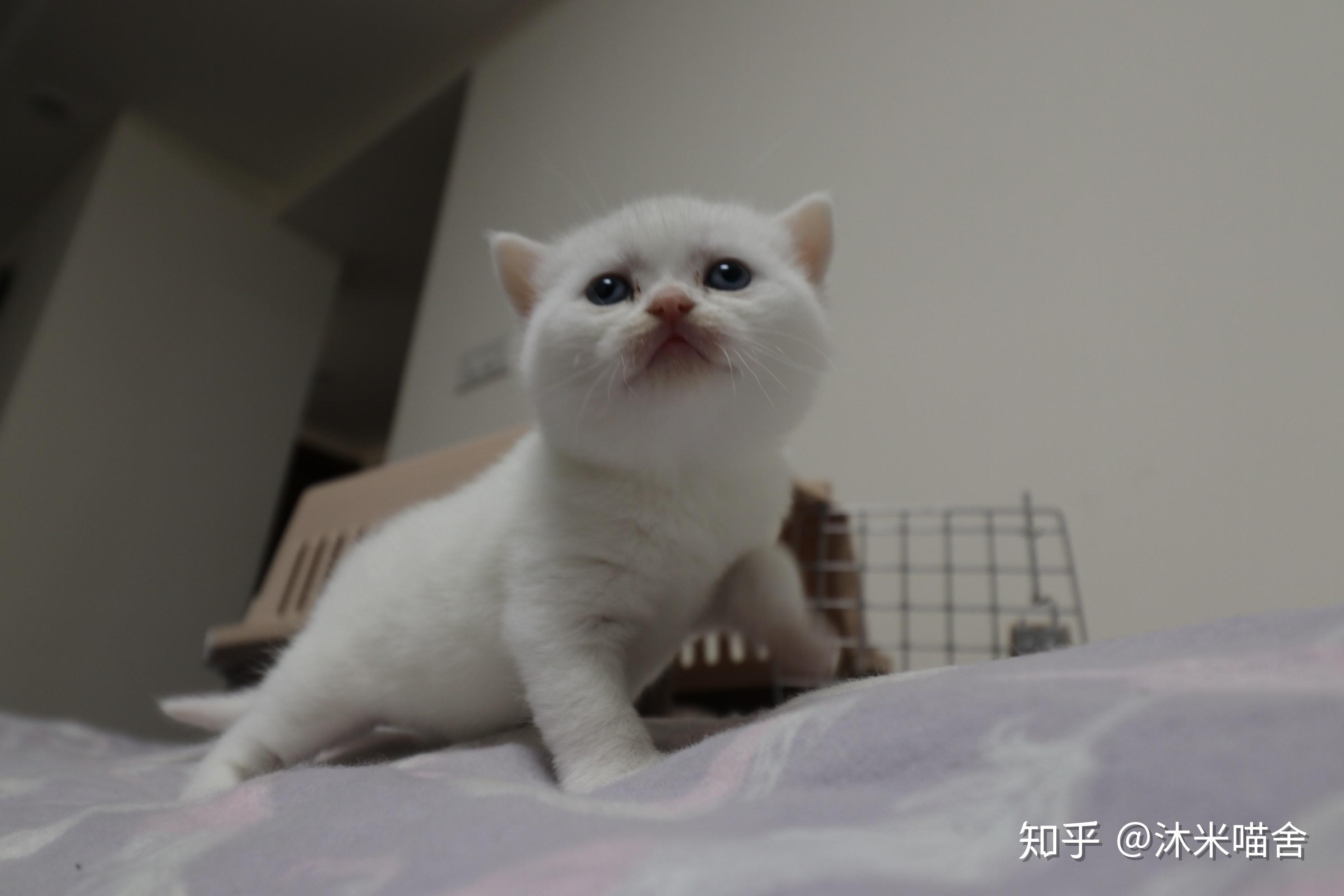 161英短纯白母五粉眼睛蓝色头无灰色毛