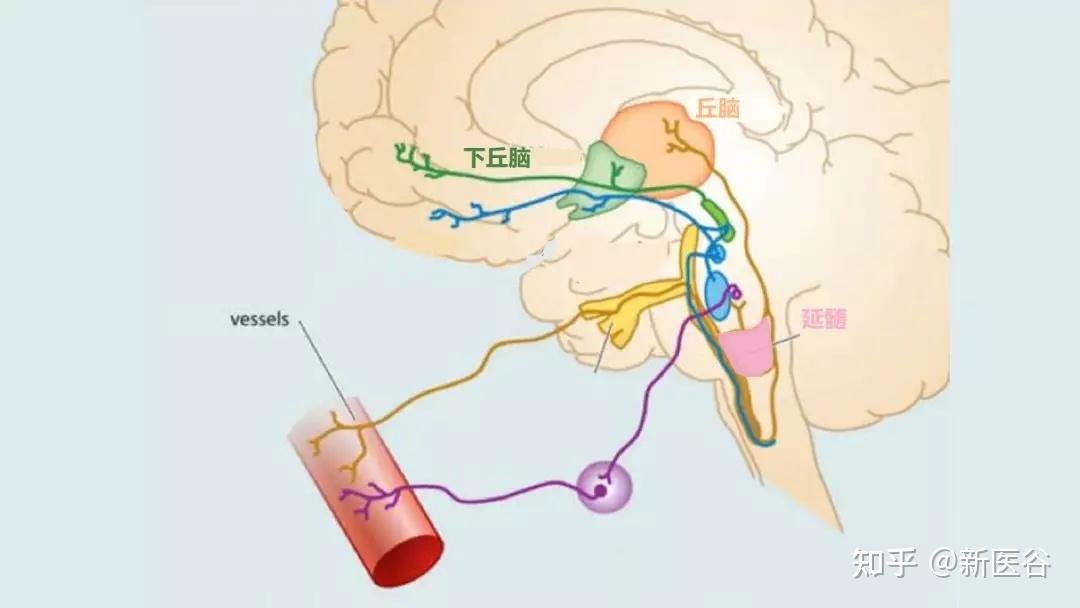 谷谷给你解析心血管的神经调节 知乎