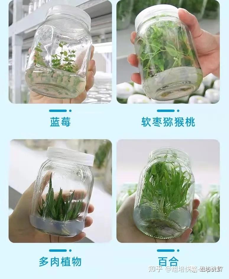 愈伤组织形态发生的调控组培