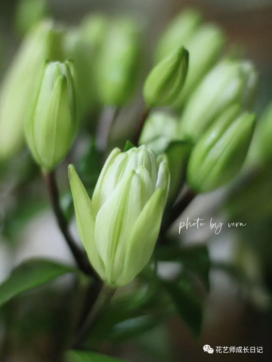 4 | 绿精灵百合,铁头归铁头,但美是真的!