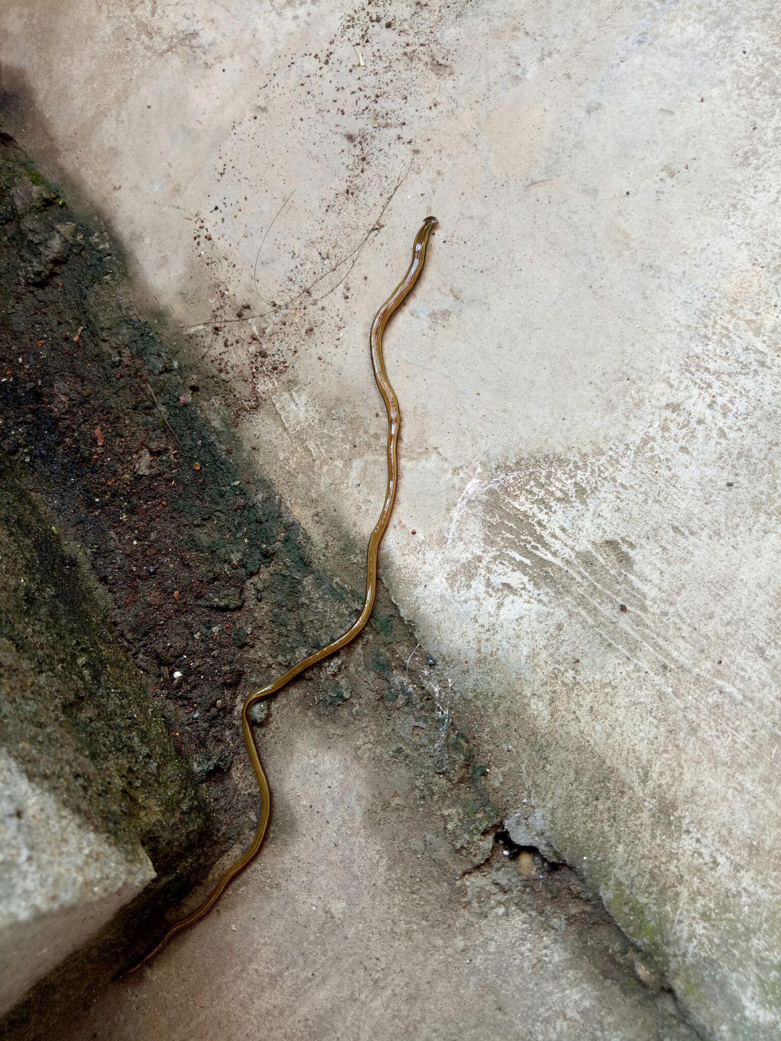这是什么虫有粘液在家里水池边看到的