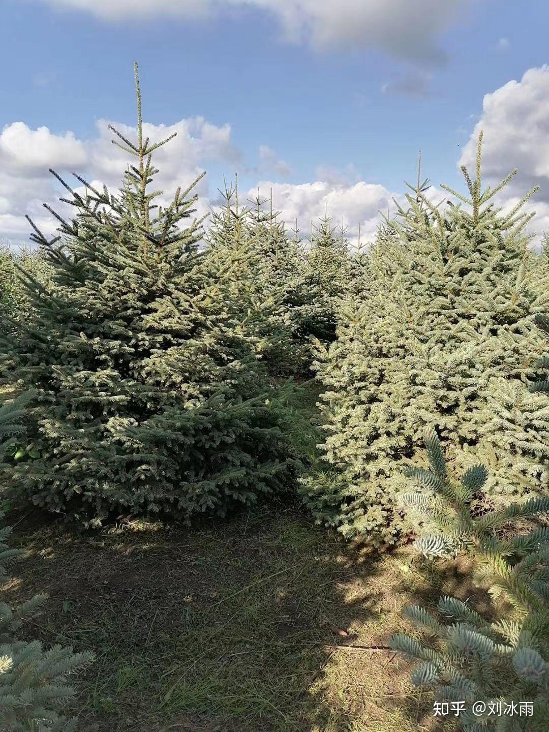 三十多年的红皮云杉胸径树高大概是多少左右