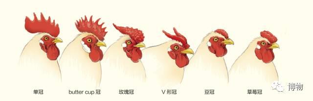 明明是朵花 偏要长成"鸡冠子"