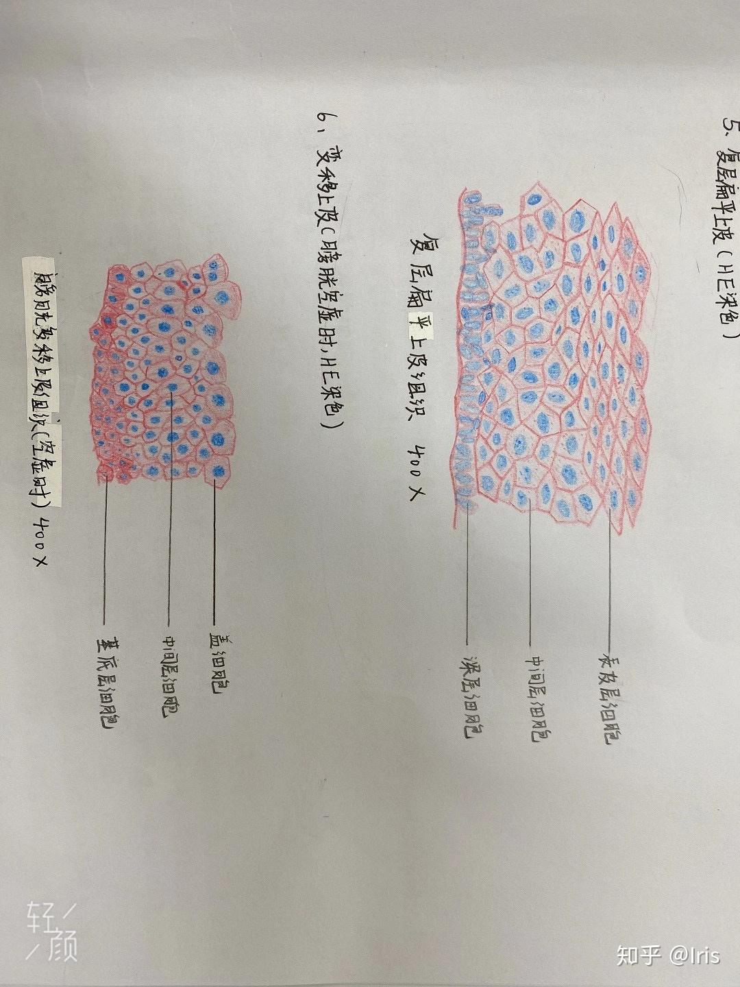 组织胚胎学红蓝铅笔绘图(生物科学)