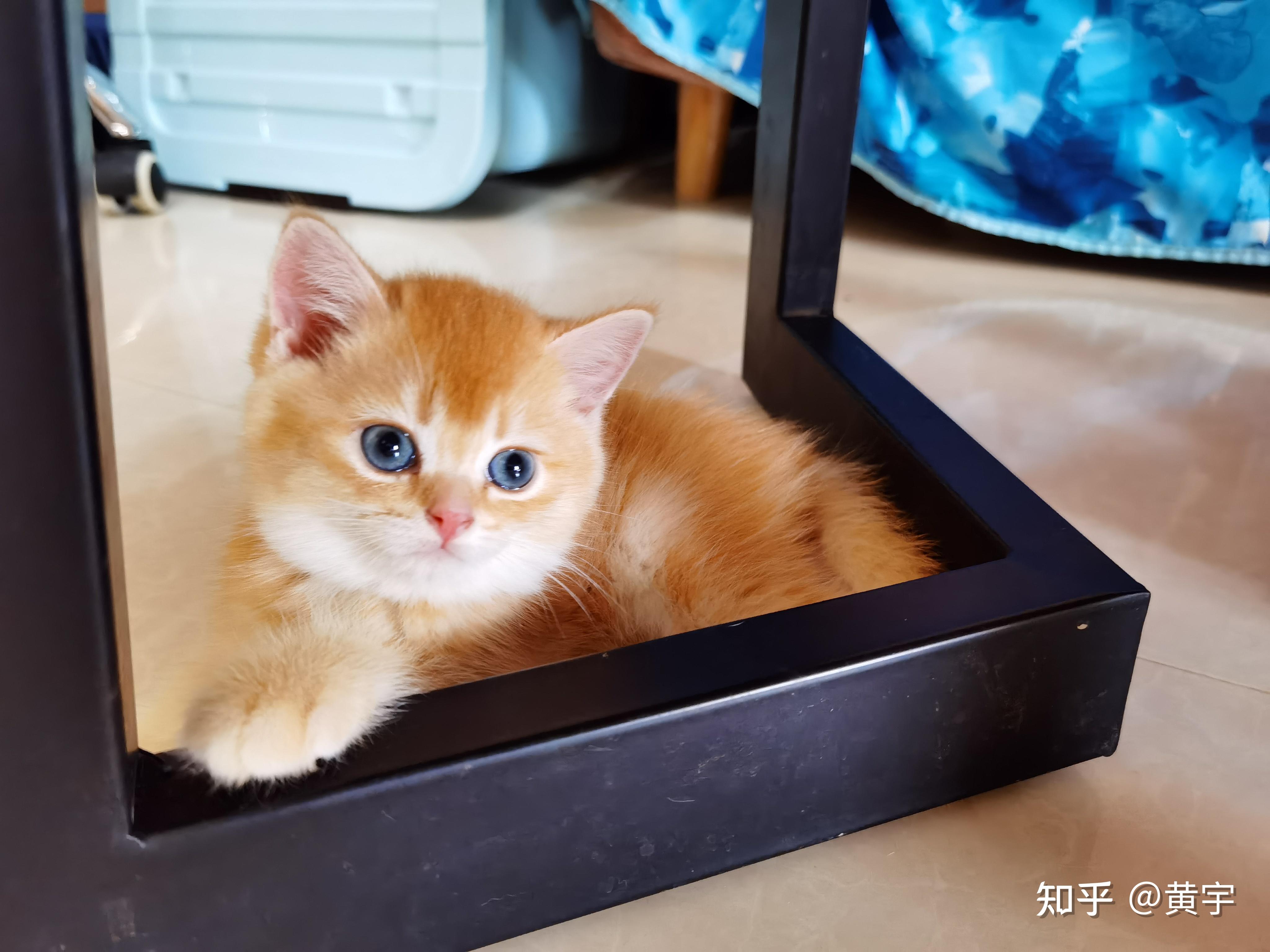 5000预算可以买到金渐层25色公猫嘛? - 知乎