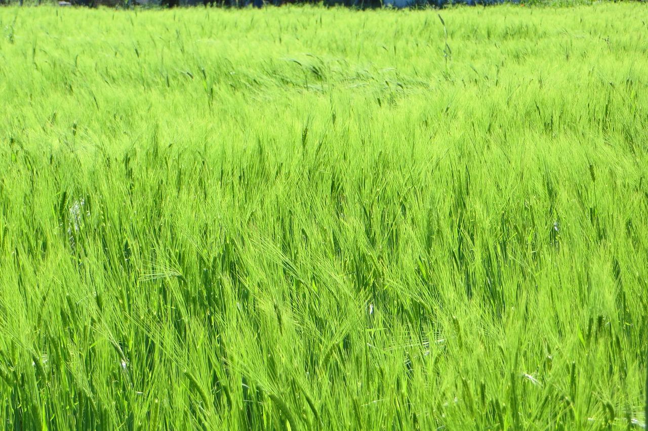 3. 高粱播种深度