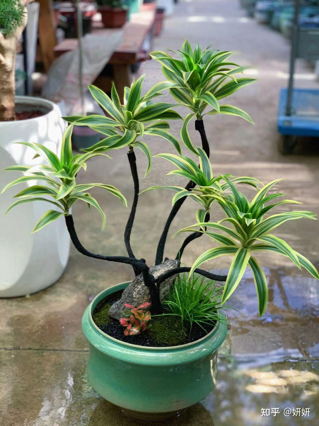 落叶归根 倦鸟归林