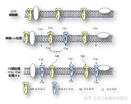 天然右旋龙脑是怎么促渗透的? - 知乎