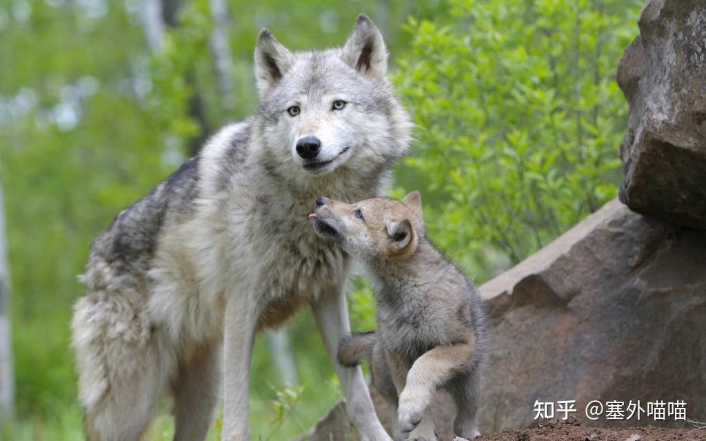 狼母勇闯天地:保护牧民、守护羊群的壮丽传奇 - 知乎